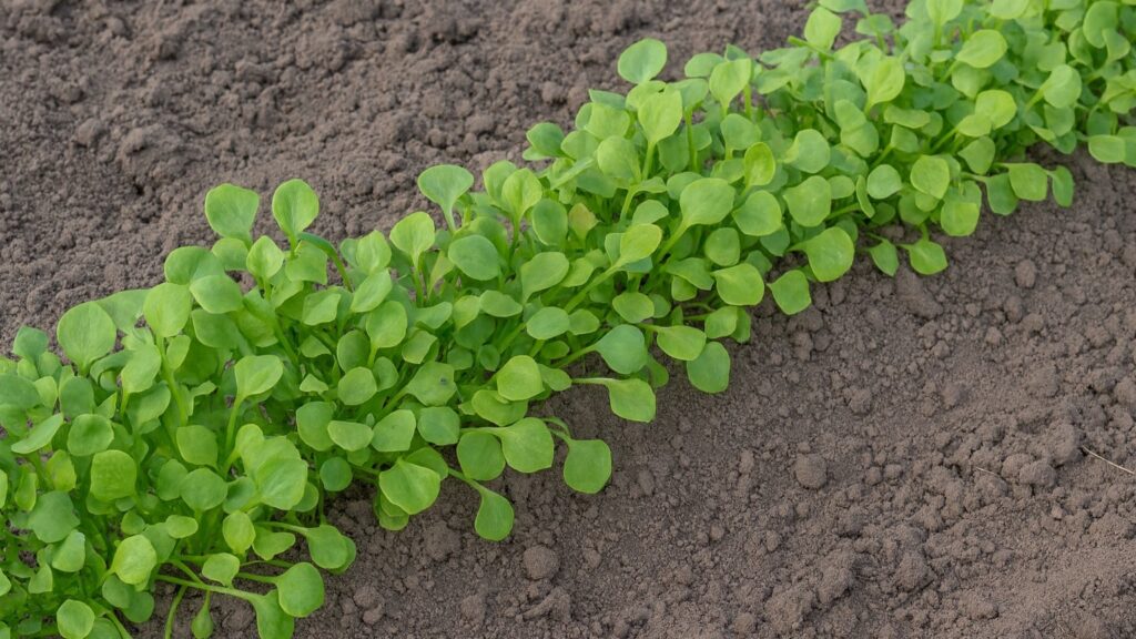 Vinterdyrket portulak