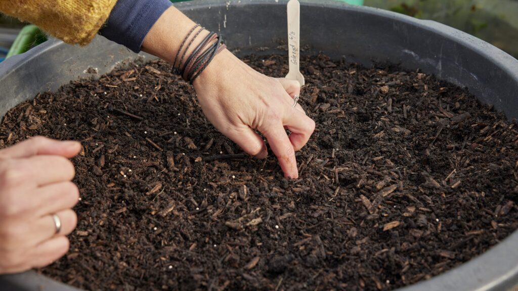 Hånd der sår gulerodsfrø i en balje til køkkenhavebrug