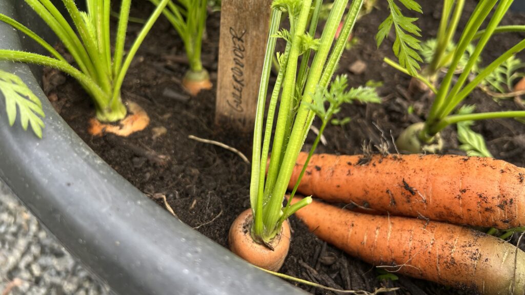 Gulerødder dyrket i balje i Yens Have