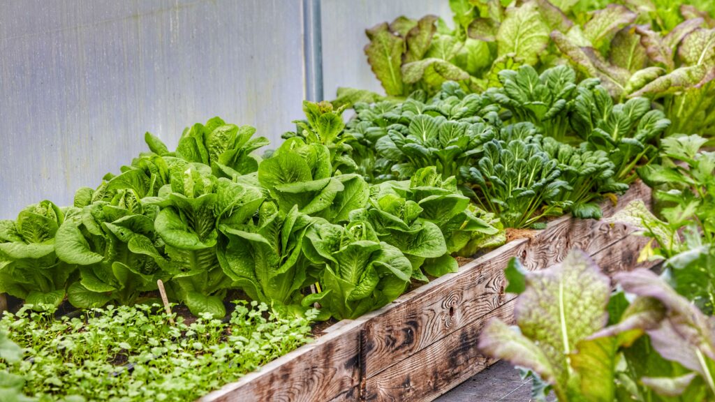 Grøntsager med jorddække og uden snegleskader i Yens Have