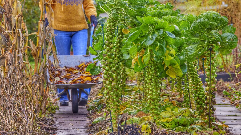 Jorddække lægges på bedene i Yens Have