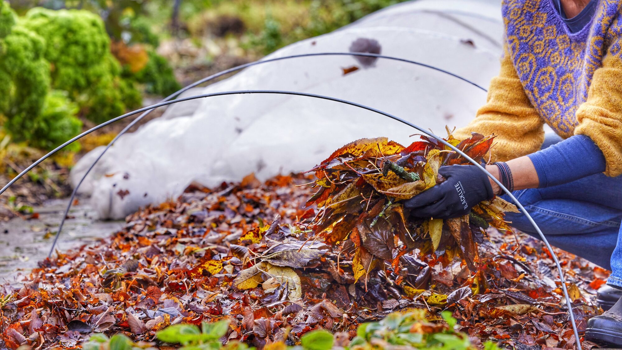 Jorddække i Yens regenerative køkkenhave