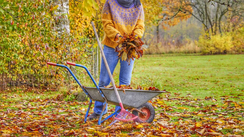 Yen samler blade til den regenerative køkkenhave