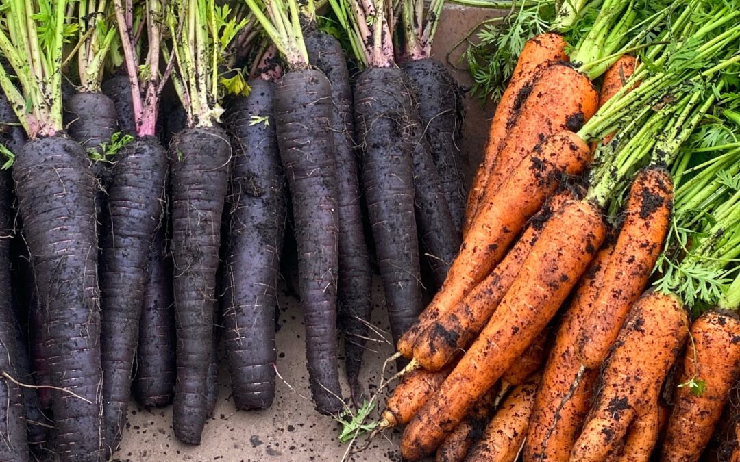 Dyrkning af gulerødder i baljer