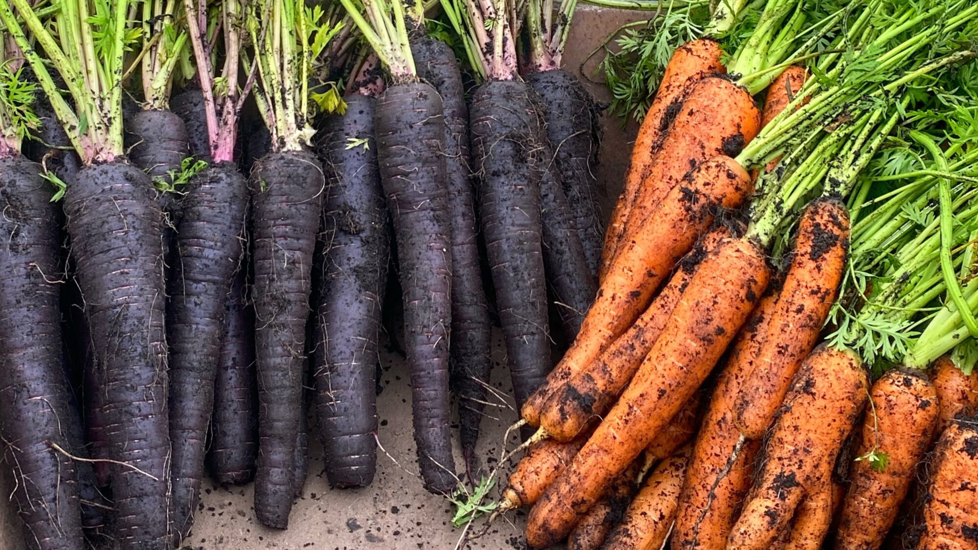 Gulerødder dyrket i Yens have