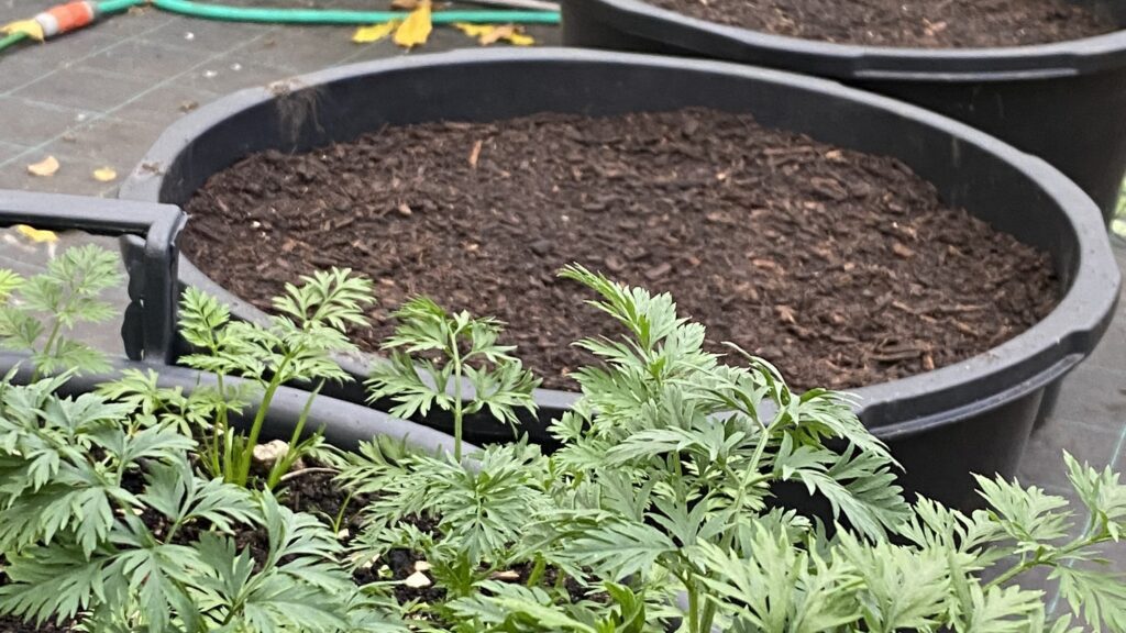 Baljer med såede gulerødder står i drivhus.