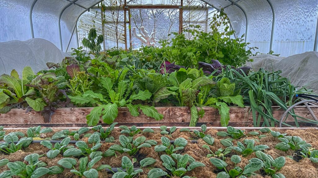 Vinterdyrkning i Yens have