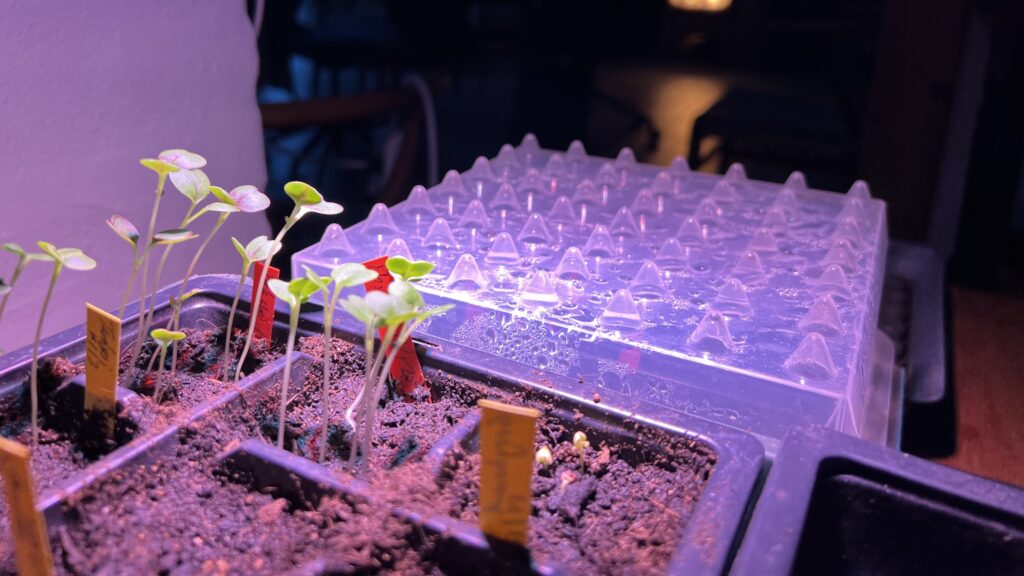 Lange spirer under vækstlys