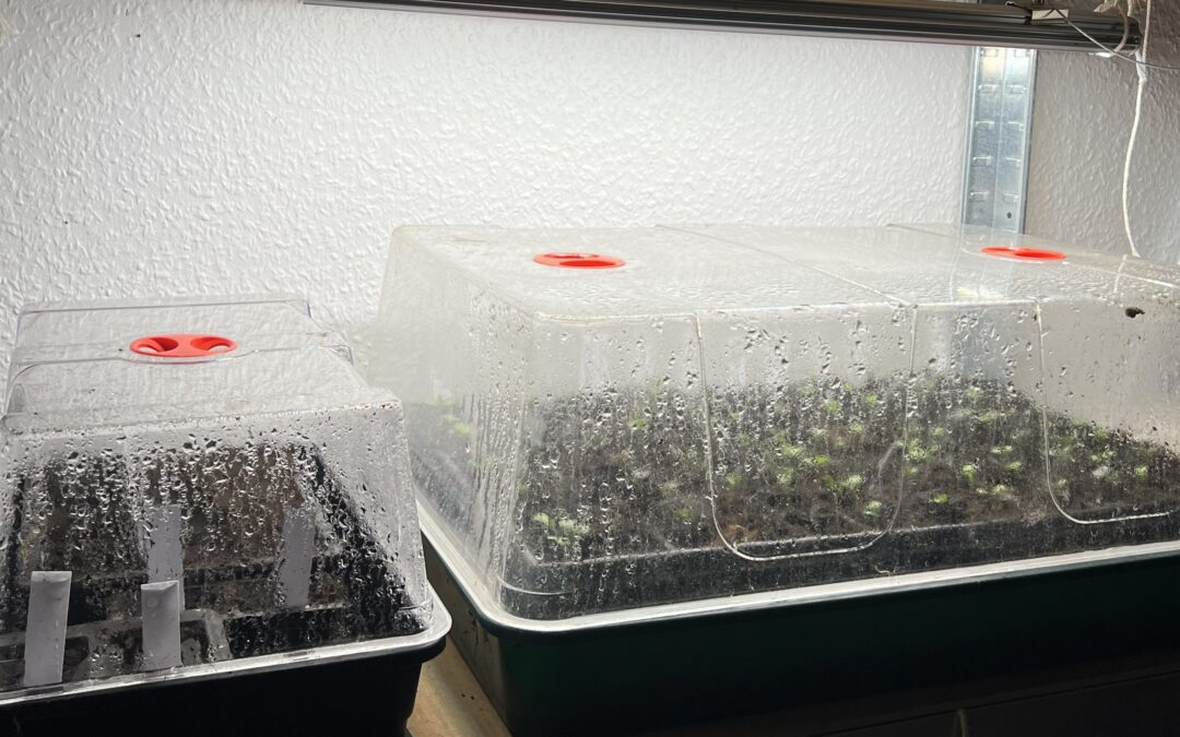 Forspiring med vækstlys – troubleshooting