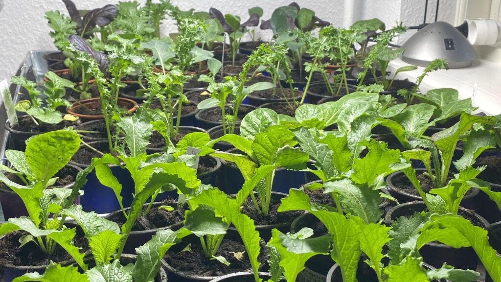 Sunde forspirede grøntsager under vækstlys