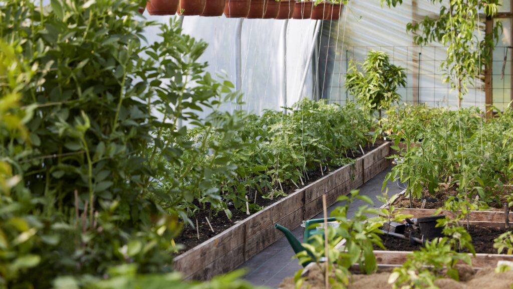 Udplantede drivhustomater i maj 