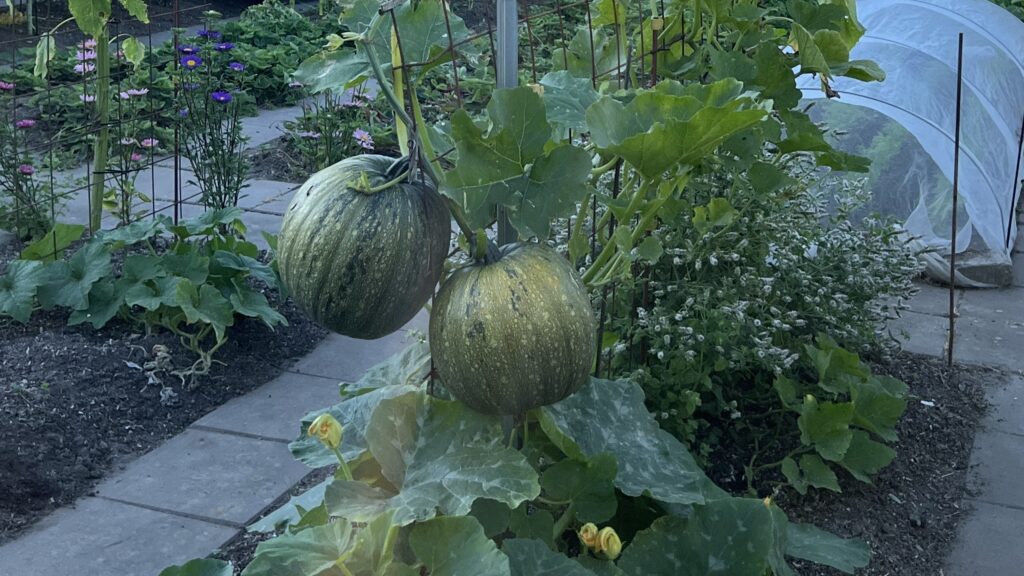 Nøgenfrøet græskar dyrket i højden i Yens Have