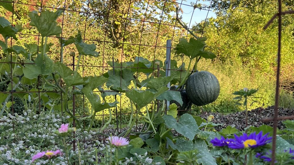 Nøgenfrøede græskar dyrkes i højden i Yens Have 