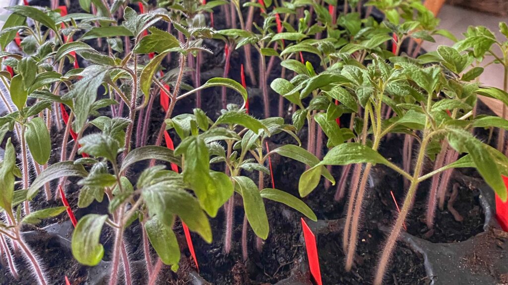 Tomatspirer der er blevet lidt lange og trænger til prikling