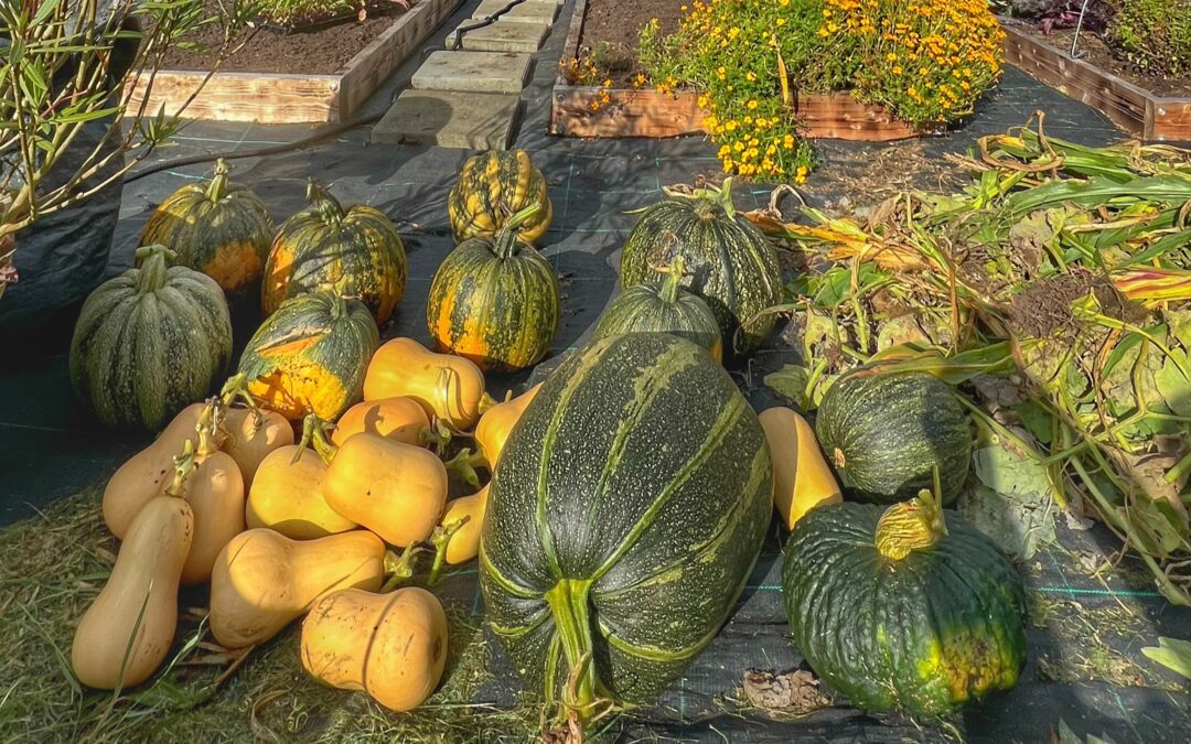 Dyrk dine egne græskarkerner til selvforsyning