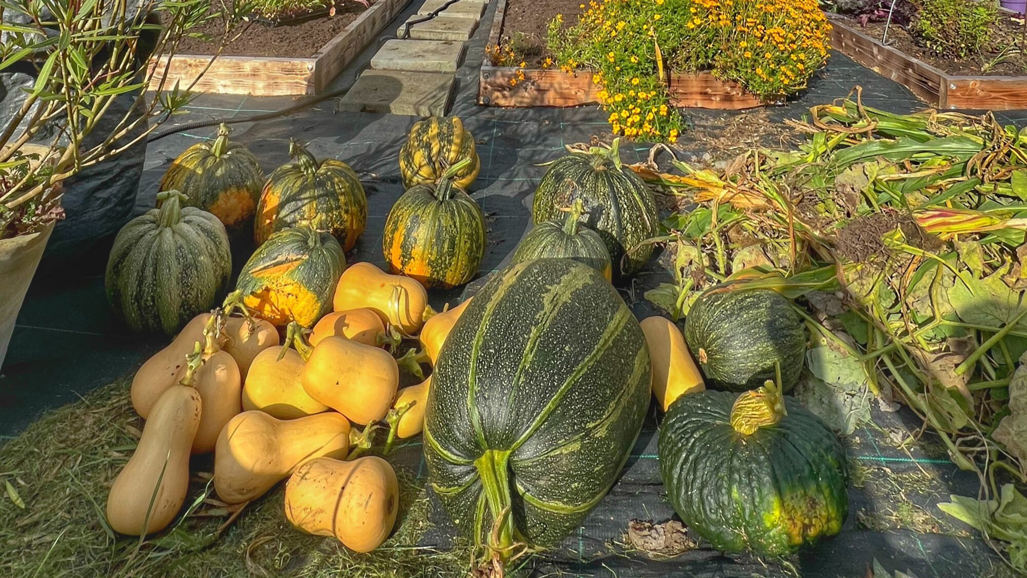 Dyrkning af nøgenfrøede græskar