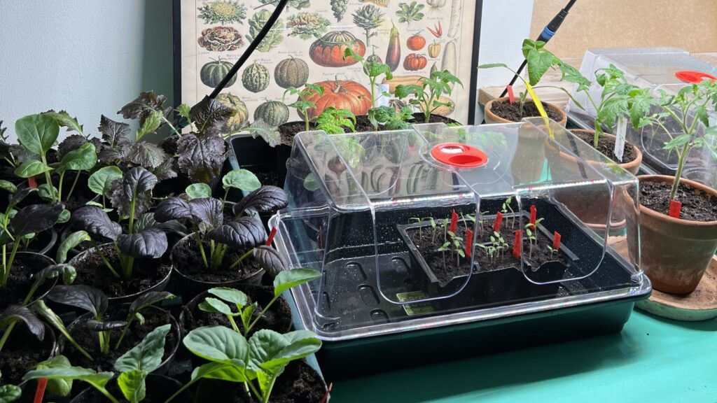 Minidrivhus til forspiring af drivhustomater