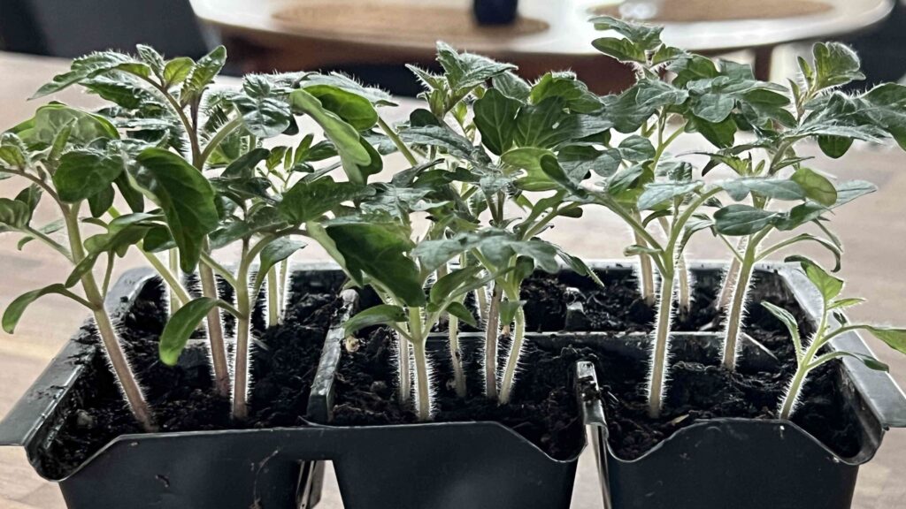 Forspirede tomater klar til prikling 