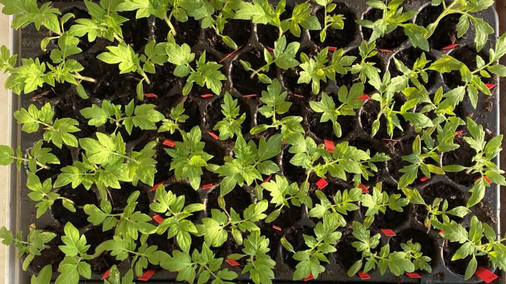 Tomater priklet over i spirebakke 