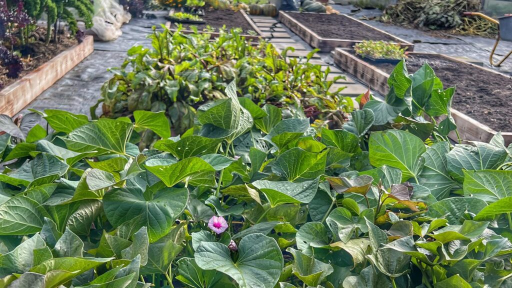 Sødkartoffel i blomst 25 september på friland
